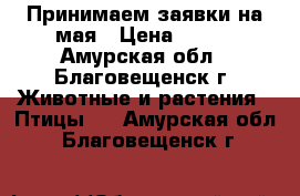 Принимаем заявки на мая › Цена ­ 140 - Амурская обл., Благовещенск г. Животные и растения » Птицы   . Амурская обл.,Благовещенск г.